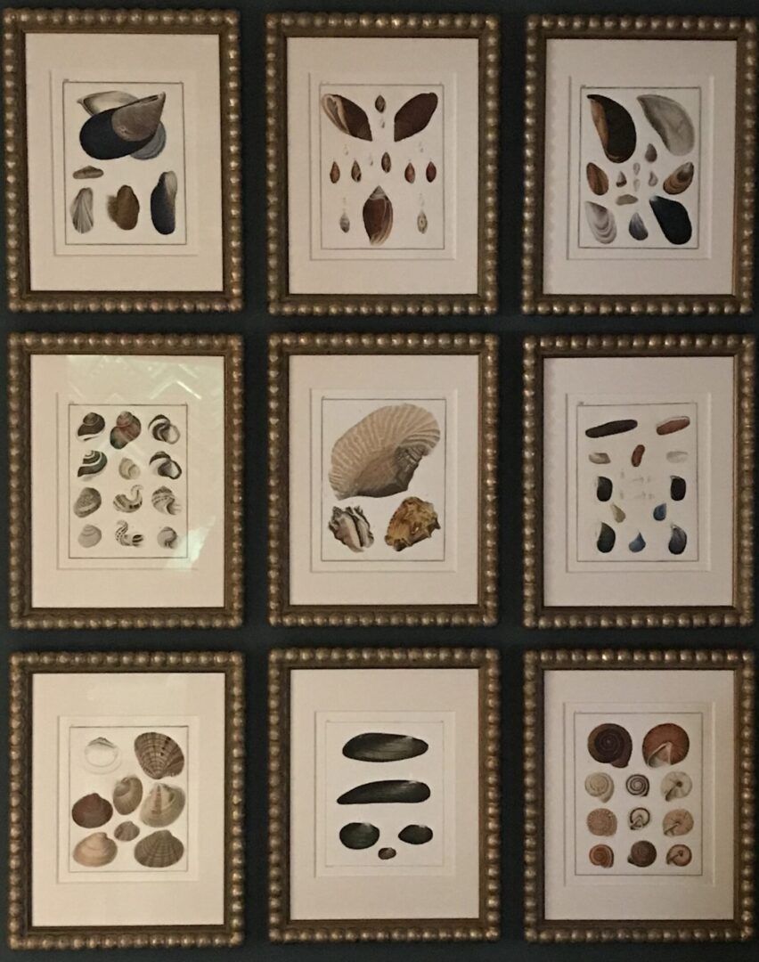 Framed pictures of shells